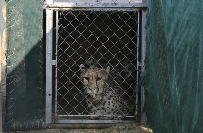 India welcomes 12 cheetahs from South Africa | iNFOnews.ca