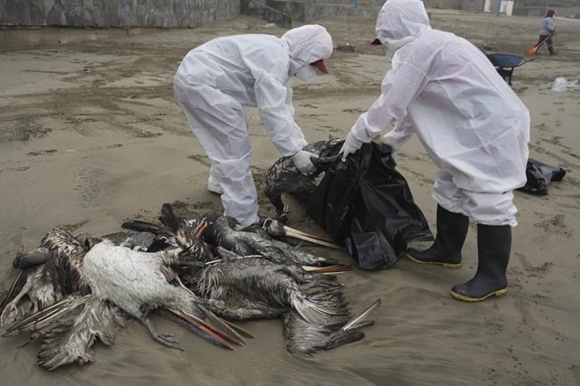 Why sick minks are reigniting worries about bird flu | iNFOnews.ca Why sick minks are reigniting worries about bird flu | iNFOnews.ca