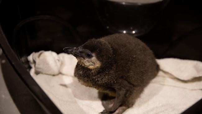 Endangered African penguin chicks hatch at Arizona aquarium | iNFOnews.ca Endangered African penguin chicks hatch at Arizona aquarium | iNFOnews.ca