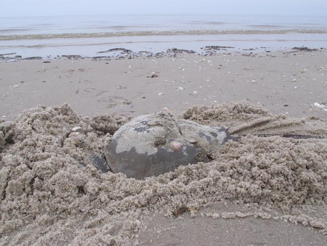 B.C. diver finds horseshoe crab: 'I knew immediately it wasn't supposed to be here' | iNFOnews.ca