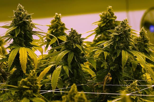North Carolina Senate backs legalizing pot for medical use | iNFOnews.ca