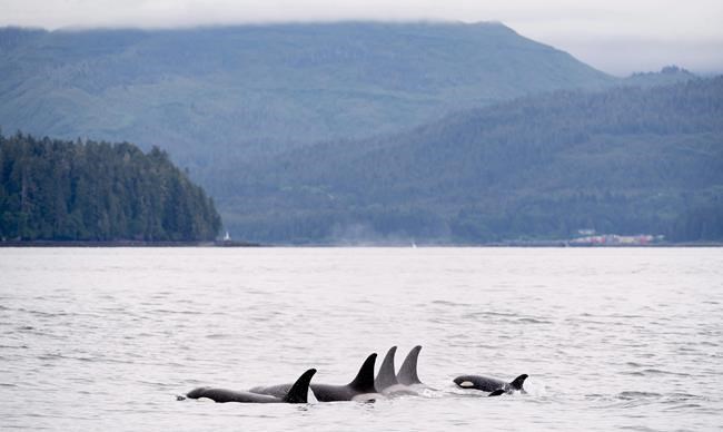 B.C. study links killer whale decline to lack of energy-rich fatty salmon | iNFOnews.ca B.C. study links killer whale decline to lack of energy-rich fatty salmon | iNFOnews.ca
