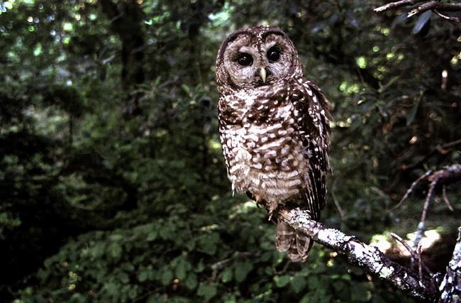 Federal agency proposes California spotted owl protection | iNFOnews.ca Federal agency proposes California spotted owl protection | iNFOnews.ca