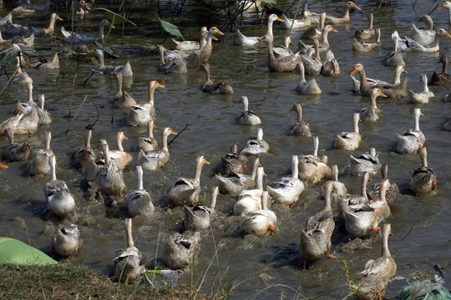 Bird flu kills 11-year-old girl in Cambodia, officials say | iNFOnews.ca