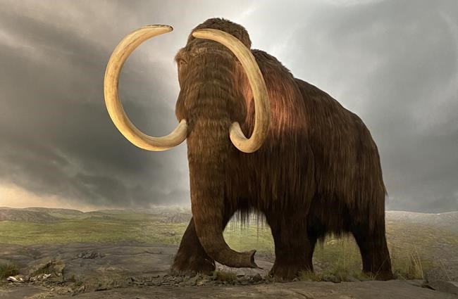 Climate activists splash Royal B.C. Museum's mammoth 'Woolly' with pink paint | iNFOnews.ca Climate activists splash Royal B.C. Museum's mammoth 'Woolly' with pink paint | iNFOnews.ca