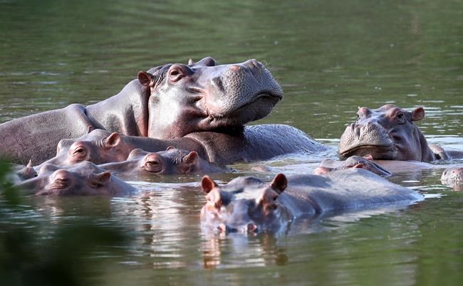 Colombia proposes shipping invasive hippos to India, Mexico | iNFOnews.ca Colombia proposes shipping invasive hippos to India, Mexico | iNFOnews.ca