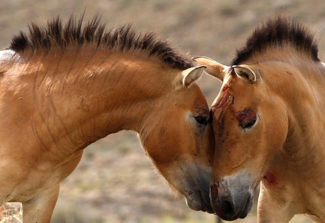 First evidence for horseback riding dates back 5,000 years | iNFOnews.ca