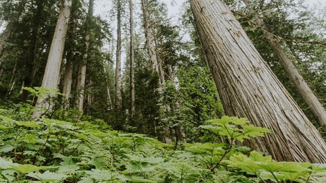 B.C. logging firm wants to avoid cutting old growth, but province said it must pay | iNFOnews.ca B.C. logging firm wants to avoid cutting old growth, but province said it must pay | iNFOnews.ca