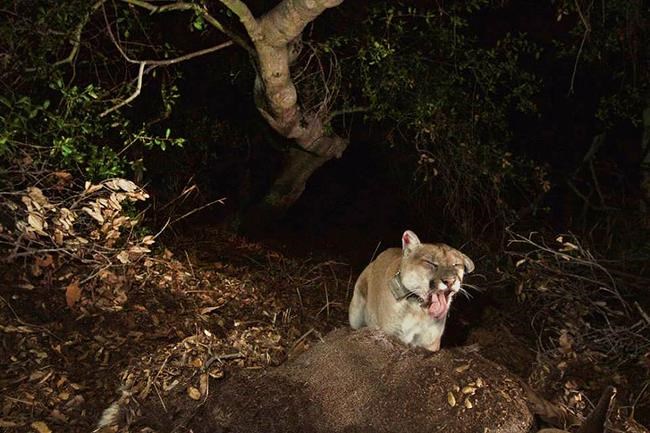 Tribes bury Southern California's famed mountain lion, P-22 | iNFOnews.ca Tribes bury Southern California's famed mountain lion, P-22 | iNFOnews.ca