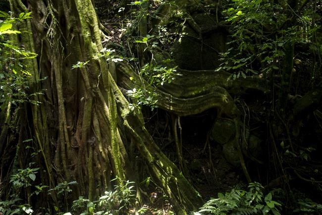Costa Rica ponders ways to sustain reforestation success | iNFOnews.ca