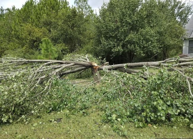 Callery pear tree: How to manage an invasive former favorite | iNFOnews.ca Callery pear tree: How to manage an invasive former favorite | iNFOnews.ca