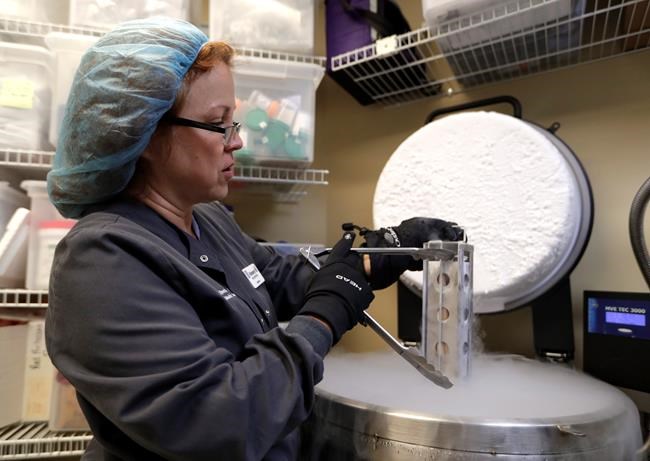 Some Canadian employers offer egg freezing as part of expanded fertility benefits | iNFOnews.ca Some Canadian employers offer egg freezing as part of expanded fertility benefits | iNFOnews.ca