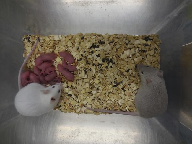 Scientists create mice with cells from 2 males for 1st time | iNFOnews.ca