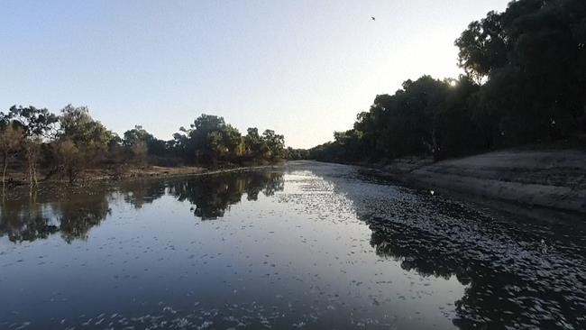 Millions of dead fish wash up amid heat wave in Australia | iNFOnews.ca Millions of dead fish wash up amid heat wave in Australia | iNFOnews.ca