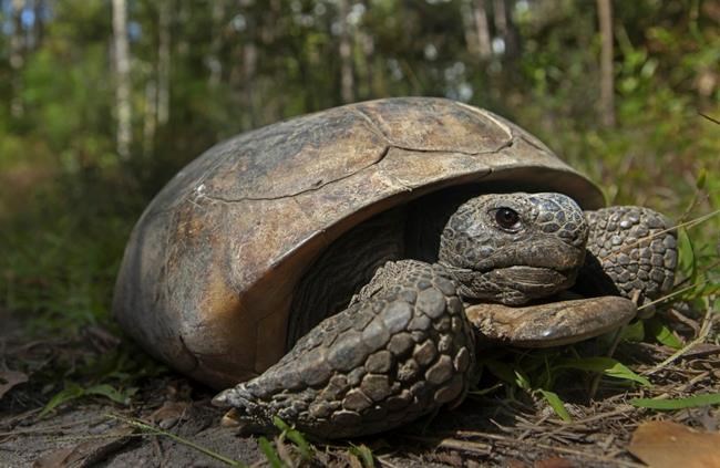 Endangered status sought for gopher tortoise in 4 states | iNFOnews.ca Endangered status sought for gopher tortoise in 4 states | iNFOnews.ca