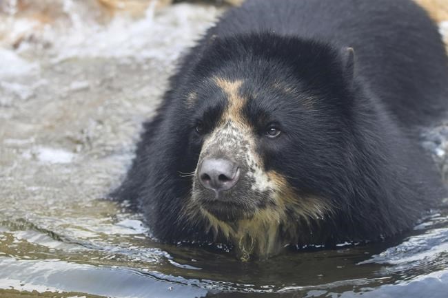 Escape-artist Missouri bear heads to Texas zoo with moat | iNFOnews.ca Escape-artist Missouri bear heads to Texas zoo with moat | iNFOnews.ca