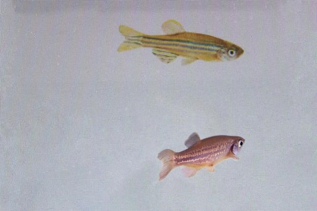 Feel your pain? Even fish can show they care | iNFOnews.ca Feel your pain? Even fish can show they care | iNFOnews.ca