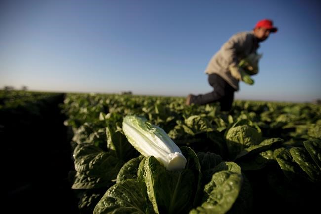 Lettuce prices likely to rise again amid California flooding, experts say | iNFOnews.ca Lettuce prices likely to rise again amid California flooding, experts say | iNFOnews.ca