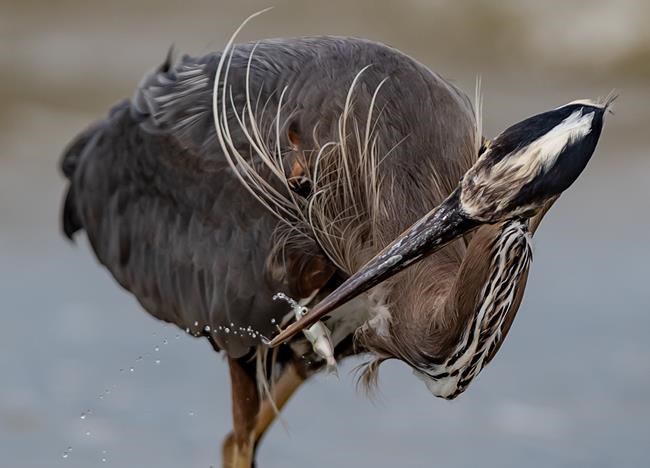 Tennis play doesn’t deter Stanley Park herons from courtship, nest building: expert | iNFOnews.ca