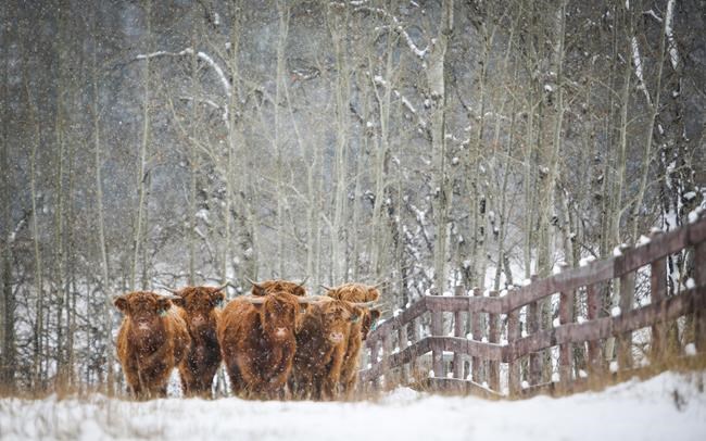 Japan to resume imports of Canadian processed beef, 20 years after mad cow disease | iNFOnews.ca Japan to resume imports of Canadian processed beef, 20 years after mad cow disease | iNFOnews.ca
