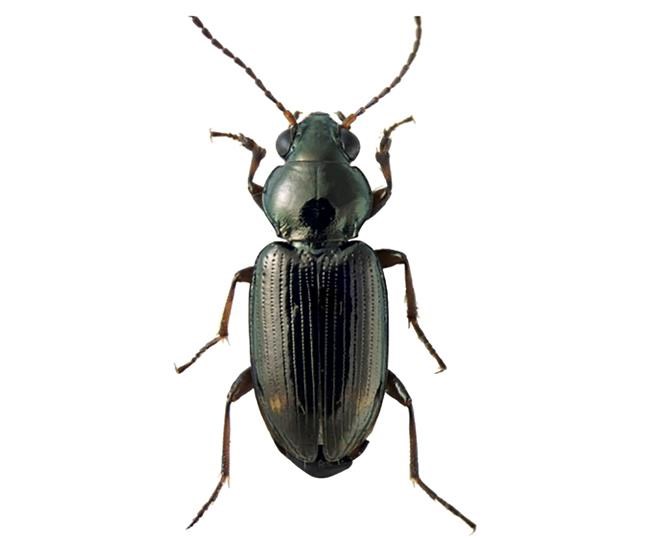 Rare beetle species named after ex-California governor Brown | iNFOnews.ca Rare beetle species named after ex-California governor Brown | iNFOnews.ca