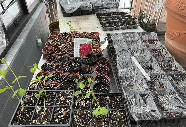 Planting a garden from seed is easy and can start now | iNFOnews.ca