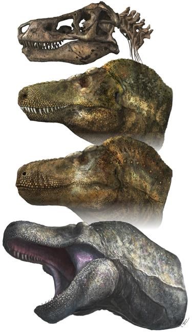 Has T. rex lost its bite? Menacing snarl may be wrong | iNFOnews.ca Has T. rex lost its bite? Menacing snarl may be wrong | iNFOnews.ca