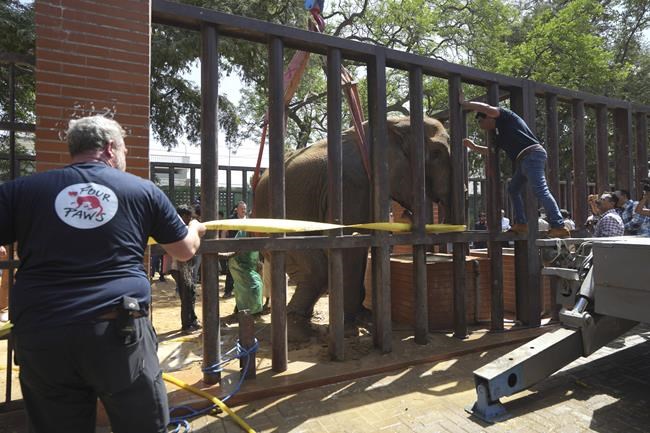 Foreign veterinarians save sick elephant at Pakistani zoo | iNFOnews.ca Foreign veterinarians save sick elephant at Pakistani zoo | iNFOnews.ca