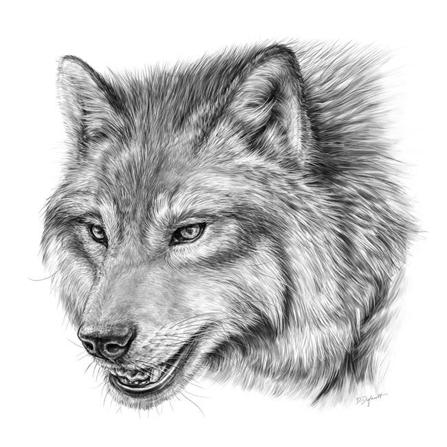 Scientists confirm first Canadian fossil of Ice Age predator the dire wolf | iNFOnews.ca Scientists confirm first Canadian fossil of Ice Age predator the dire wolf | iNFOnews.ca