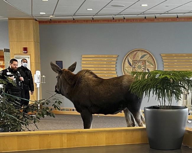 Moose feasts on lobby plants in Alaska hospital building | iNFOnews.ca Moose feasts on lobby plants in Alaska hospital building | iNFOnews.ca