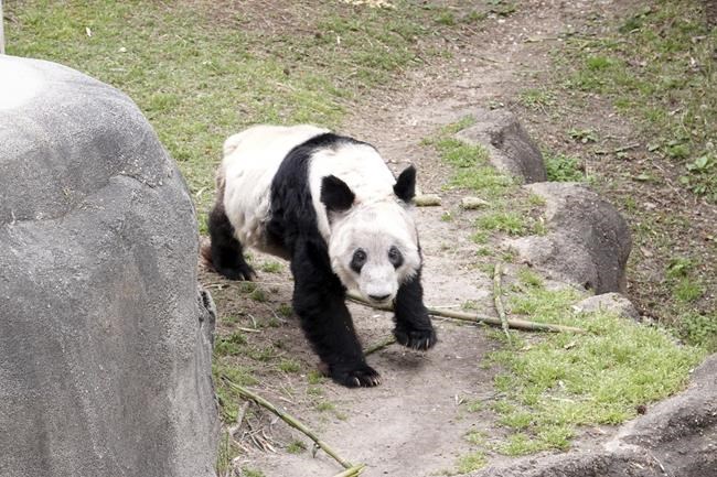 Memphis Zoo bids farewell to panda ahead of return to China | iNFOnews.ca