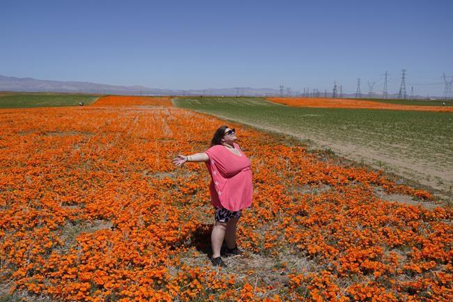 Wet winter gives way to colorful 'Superbloom' in US West | iNFOnews.ca Wet winter gives way to colorful 'Superbloom' in US West | iNFOnews.ca