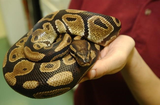Edmonton zoo employee 'doing well' following Burmese python bite | iNFOnews.ca