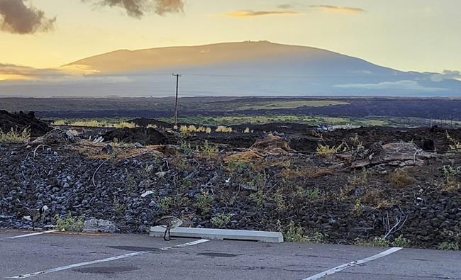 Hawaii cites 2 for feeding feral cats, harming native geese | iNFOnews.ca Hawaii cites 2 for feeding feral cats, harming native geese | iNFOnews.ca