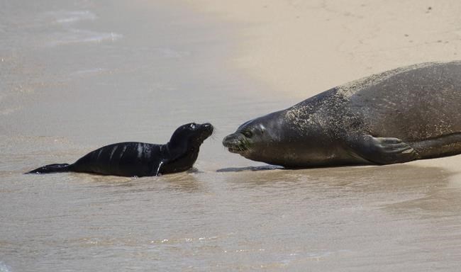 Beach birth: Hawaii blocks some Waikiki sands for seal pup | iNFOnews.ca