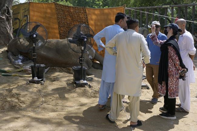 Elephant dies at Pakistani zoo days after procedure | iNFOnews.ca