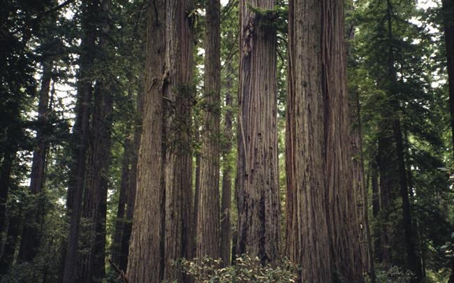 For Arbor Day, plant a tree resilient to climate change | iNFOnews.ca