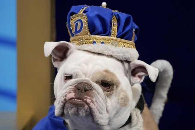 Patch crowned 'beautiful bulldog' at Drake University event | iNFOnews.ca
