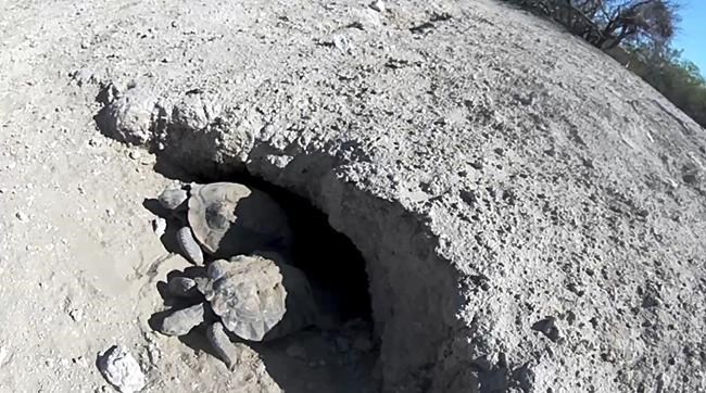 'Mojave Max' tortoise emerges in Vegas; latest since 2000 | iNFOnews.ca