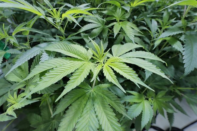 Louisiana GOP lawmakers kill bill to decriminalize marijuana | iNFOnews.ca