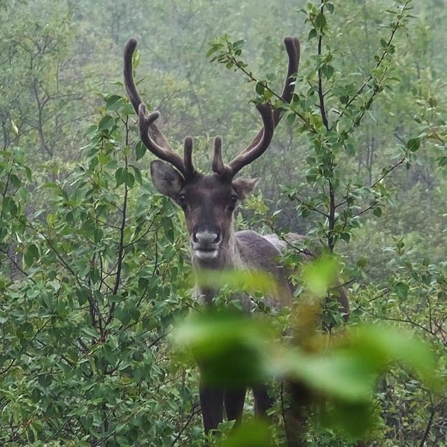 Threatened Quebec caribou herd expecting up to 12 calves this year | iNFOnews.ca Threatened Quebec caribou herd expecting up to 12 calves this year | iNFOnews.ca