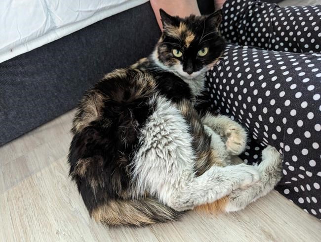 Border officers in Vancouver find cat in parcel from China: SPCA | iNFOnews.ca