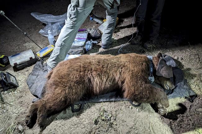 Researchers radio-collar 1st bear in mountains near LA | iNFOnews.ca