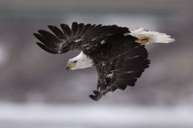 US seeks help to find out who shot 4 bald eagles in Arkansas | iNFOnews.ca US seeks help to find out who shot 4 bald eagles in Arkansas | iNFOnews.ca