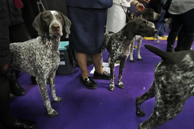 Dog Show 101: What's what at the Westminster Kennel Club | iNFOnews.ca