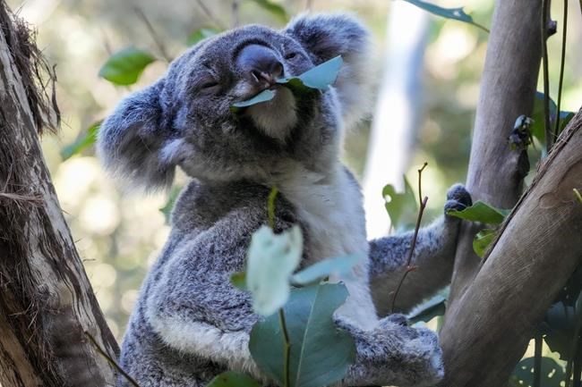 First wild koalas caught and vaccinated against chlamydia | iNFOnews.ca First wild koalas caught and vaccinated against chlamydia | iNFOnews.ca