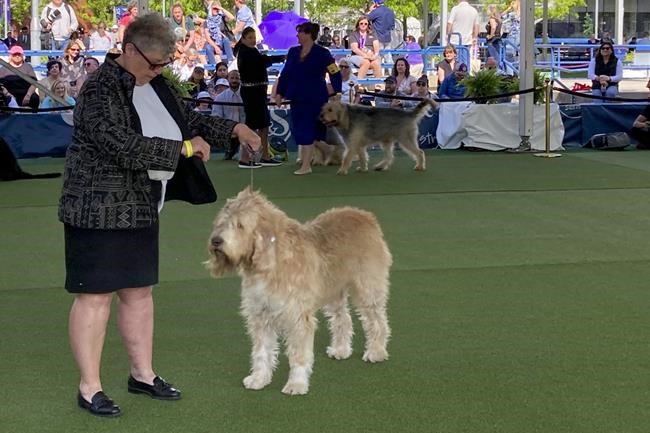 For these hounds and humans, dog show a couples' competition | iNFOnews.ca