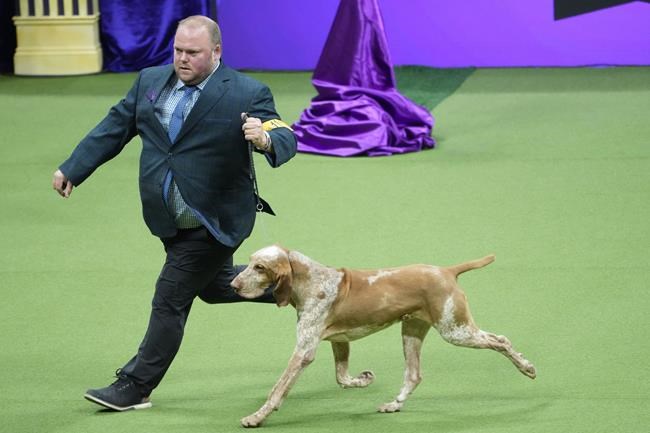Dog co-owned by country's Tim McGraw wins new breed at show | iNFOnews.ca