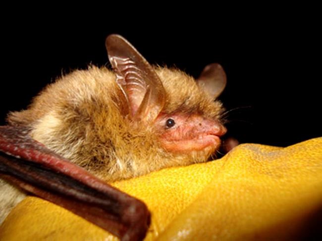 Senate votes to limit critical habitat designation for imperiled species and drop bat's protections | iNFOnews.ca Senate votes to limit critical habitat designation for imperiled species and drop bat's protections | iNFOnews.ca