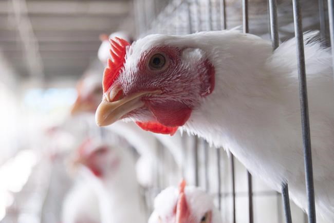Quebec avian flu cases higher than expected as bird deaths near 1 million: expert | iNFOnews.ca Quebec avian flu cases higher than expected as bird deaths near 1 million: expert | iNFOnews.ca